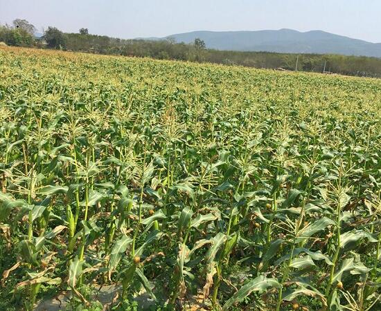 玉米地種植